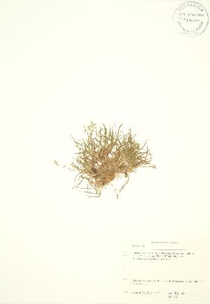  ( - JK 078)  @11 [ ] Copyright (2009) Steven Newmaster University of Guelph BIO Herbarium