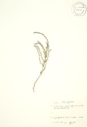  (Suaeda calceoliformis - JK 065)  @11 [ ] Copyright (2009) Steven Newmaster University of Guelph BIO Herbarium
