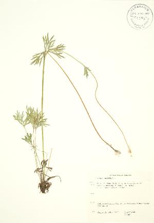  (Anemone multifida - JK 060)  @11 [ ] Copyright (2009) Steven Newmaster University of Guelph BIO Herbarium