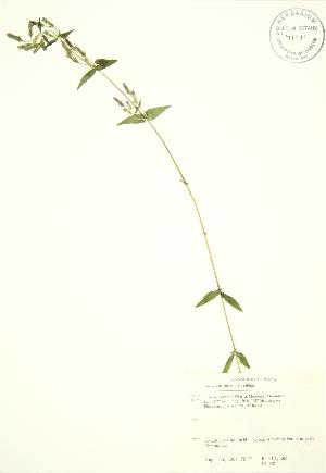  (Gentianella amarella - JK 058)  @11 [ ] Copyright (2009) Steven Newmaster University of Guelph BIO Herbarium