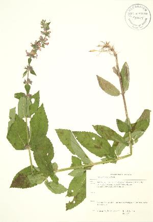  ( - JK 057)  @11 [ ] Copyright (2009) Steven Newmaster University of Guelph BIO Herbarium