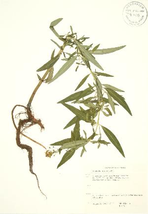  ( - JK 056)  @11 [ ] Copyright (2009) Steven Newmaster University of Guelph BIO Herbarium