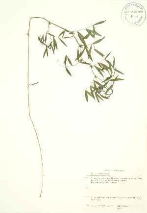  ( - JK 053)  @11 [ ] Copyright (2009) Steven Newmaster University of Guelph BIO Herbarium