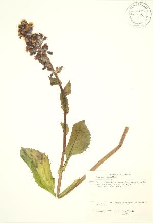  ( - JK 051)  @11 [ ] Copyright (2009) Steven Newmaster University of Guelph BIO Herbarium