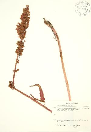  (Rumex aquaticus - JK 050)  @11 [ ] Copyright (2009) Steven Newmaster University of Guelph BIO Herbarium