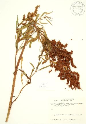  (Rumex salicifolius - JK 049)  @11 [ ] Copyright (2009) Steven Newmaster University of Guelph BIO Herbarium