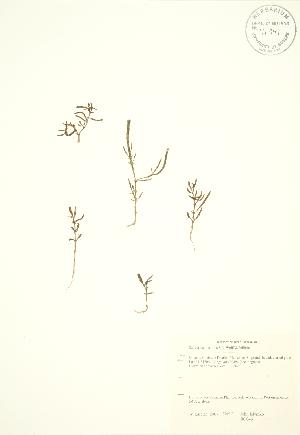  (Salicornia maritima - JK 046)  @11 [ ] Copyright (2009) Steven Newmaster University of Guelph BIO Herbarium