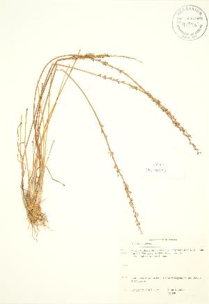  (Triglochin maritima - JK 040)  @11 [ ] Copyright (2009) Steven Newmaster University of Guelph BIO Herbarium