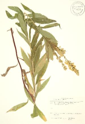  (Solidago lepida - JK 099)  @11 [ ] Copyright (2009) Steven Newmaster University of Guelph BIO Herbarium