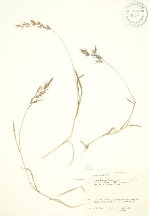  (Agrostis stolonifera - JK 091)  @11 [ ] Copyright (2009) Steven Newmaster University of Guelph BIO Herbarium