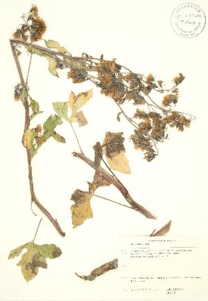  ( - JK 089)  @11 [ ] Copyright (2009) Steven Newmaster University of Guelph BIO Herbarium