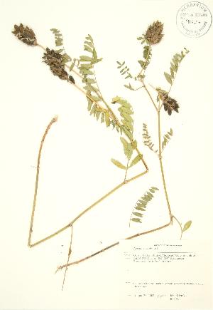  (Astragalus canadensis - JK 088)  @11 [ ] Copyright (2009) Steven Newmaster University of Guelph BIO Herbarium