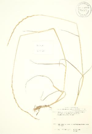  ( - JK 085)  @11 [ ] Copyright (2009) Steven Newmaster University of Guelph BIO Herbarium