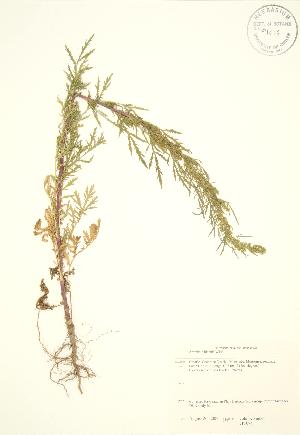  (Artemisia biennis - JK 074)  @13 [ ] Copyright (2009) Steven Newmaster University of Guelph BIO Herbarium