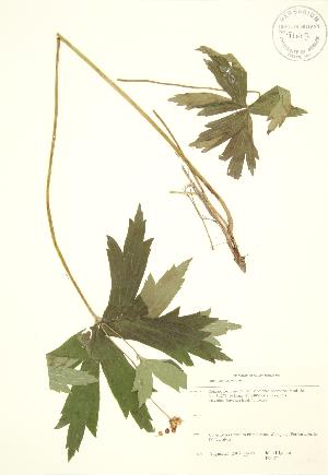  (Anemone canadensis - JK 071)  @11 [ ] Copyright (2009) Steven Newmaster University of Guelph BIO Herbarium
