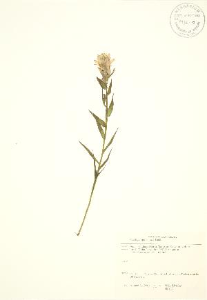  (Castilleja septentrionalis - JK 063)  @11 [ ] Copyright (2009) Steven Newmaster University of Guelph BIO Herbarium