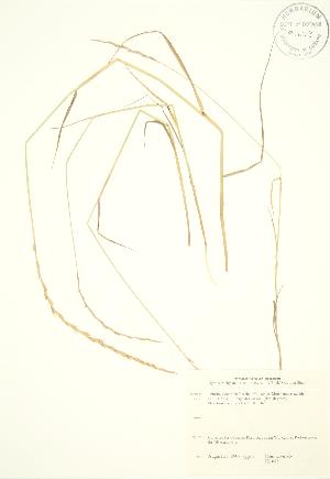  (Elymus violaceus - JK 085)  @11 [ ] Copyright (2009) Steven Newmaster University of Guelph BIO Herbarium