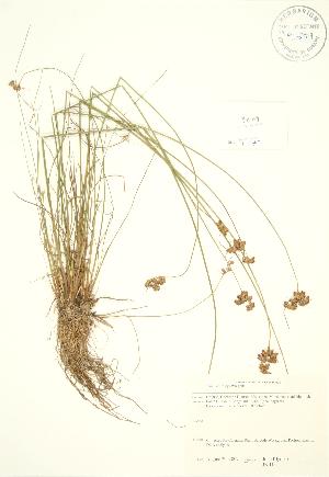  ( - JK 113)  @11 [ ] Copyright (2009) Steven Newmaster University of Guelph BIO Herbarium