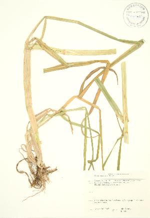  ( - JK 111)  @11 [ ] Copyright (2009) Steven Newmaster University of Guelph BIO Herbarium