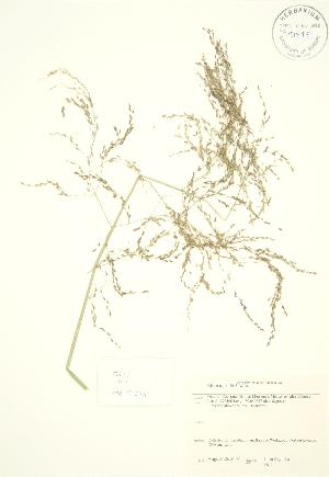  ( - JK 111)  @11 [ ] Copyright (2009) Steven Newmaster University of Guelph BIO Herbarium