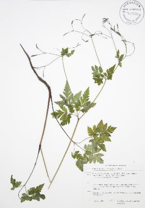  ( - BAR072)  @11 [ ] Copyright (2009) Steven Newmaster University of Guelph BIO Herbarium