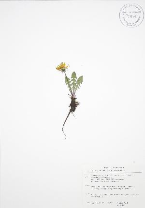  ( - ALR018)  @11 [ ] Copyright (2009) Steven Newmaster University of Guelph BIO Herbarium