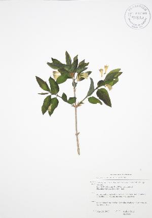  (Lonicera canadensis - ALR015)  @11 [ ] Copyright (2009) Steven Newmaster University of Guelph BIO Herbarium