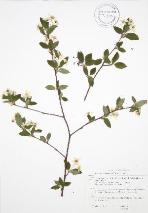  (Amelanchier bartramiana - ALR005)  @11 [ ] Copyright (2009) Steven Newmaster University of Guelph BIO Herbarium