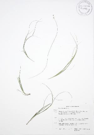  ( - BAR251)  @11 [ ] Copyright (2009) Steven Newmaster University of Guelph BIO Herbarium