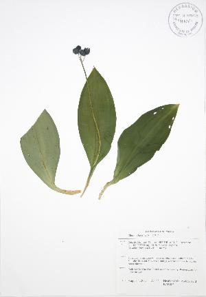  ( - BAR083)  @11 [ ] Copyright (2009) Steven Newmaster University of Guelph BIO Herbarium