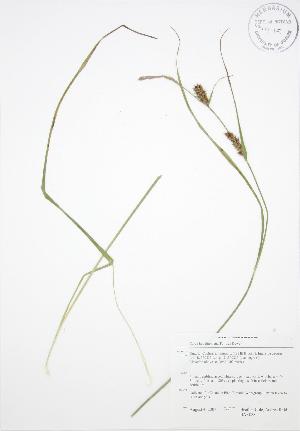  ( - BAR088)  @11 [ ] Copyright (2009) Steven Newmaster University of Guelph BIO Herbarium