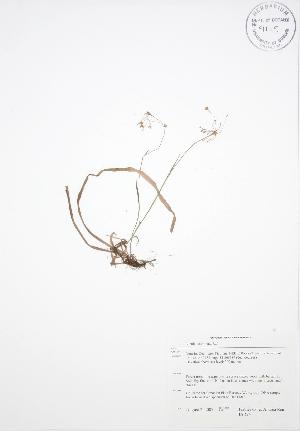  ( - BAR241)  @11 [ ] Copyright (2009) Steven Newmaster University of Guelph BIO Herbarium