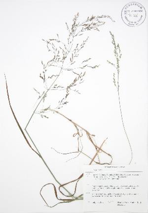  (Poa palustris - BAR232)  @11 [ ] Copyright (2009) Steven Newmaster University of Guelph BIO Herbarium