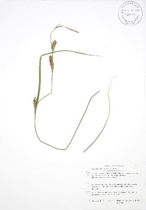  ( - BAR248)  @11 [ ] Copyright (2009) Steven Newmaster University of Guelph BIO Herbarium
