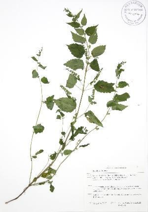  ( - BAR086)  @11 [ ] Copyright (2009) Steven Newmaster University of Guelph BIO Herbarium