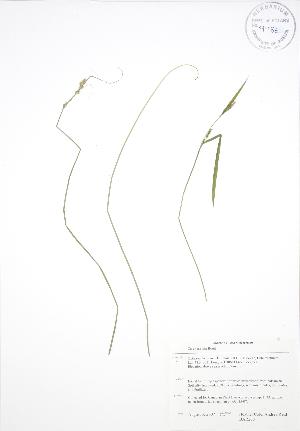  ( - BAR260)  @11 [ ] Copyright (2009) Steven Newmaster University of Guelph BIO Herbarium