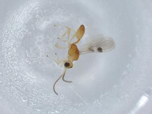  ( - BIOUG58872-C11)  @11 [ ] CreativeCommons - Attribution (2020) Centre for Biodiversity Genomics Centre for Biodiversity Genomics