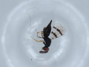  ( - BIOUG63327-D09)  @11 [ ] CreativeCommons - Attribution (2021) Centre for Biodiversity Genomics Centre for Biodiversity Genomics