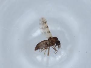  ( - BIOUG63329-C06)  @11 [ ] CreativeCommons - Attribution (2021) Centre for Biodiversity Genomics Centre for Biodiversity Genomics