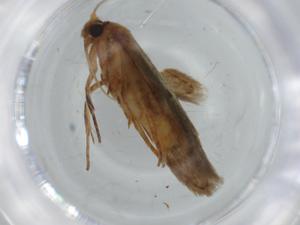  ( - BIOUG63548-A01)  @11 [ ] CreativeCommons - Attribution (2020) Centre for Biodiversity Genomics Centre for Biodiversity Genomics