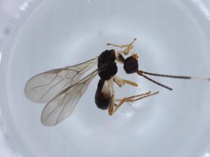  ( - BIOUG63574-G02)  @11 [ ] CreativeCommons - Attribution (2021) Centre for Biodiversity Genomics Centre for Biodiversity Genomics