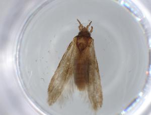  ( - BIOUG56742-H08)  @11 [ ] CreativeCommons - Attribution (2020) Centre for Biodiversity Genomics Centre for Biodiversity Genomics