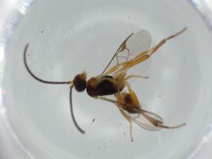  ( - BIOUG56743-B12)  @11 [ ] CreativeCommons - Attribution (2020) Centre for Biodiversity Genomics Centre for Biodiversity Genomics