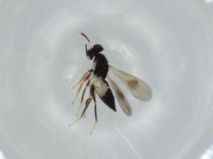  ( - BIOUG56743-C11)  @11 [ ] CreativeCommons - Attribution (2020) Centre for Biodiversity Genomics Centre for Biodiversity Genomics