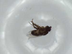  (Bromeloecia wolverinei - BIOUG56744-F03)  @11 [ ] CreativeCommons - Attribution (2020) Centre for Biodiversity Genomics Centre for Biodiversity Genomics