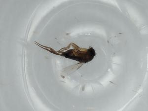  ( - BIOUG56748-A12)  @11 [ ] CreativeCommons - Attribution (2020) Centre for Biodiversity Genomics Centre for Biodiversity Genomics