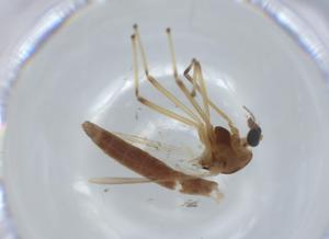  ( - BIOUG56753-E02)  @11 [ ] CreativeCommons - Attribution (2020) Centre for Biodiversity Genomics Centre for Biodiversity Genomics