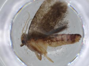  ( - BIOUG56757-G10)  @11 [ ] CreativeCommons - Attribution (2020) Centre for Biodiversity Genomics Centre for Biodiversity Genomics