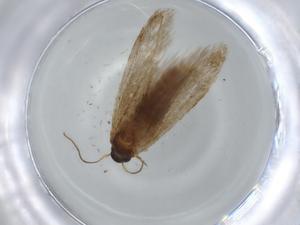  ( - BIOUG56757-H01)  @11 [ ] CreativeCommons - Attribution (2020) Centre for Biodiversity Genomics Centre for Biodiversity Genomics