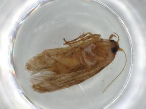  ( - BIOUG56758-A10)  @11 [ ] CreativeCommons - Attribution (2020) Centre for Biodiversity Genomics Centre for Biodiversity Genomics